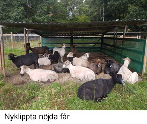 Nyklippta o nojda.jpg